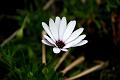 Australian Flowers